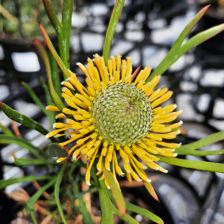Isopogon anemonifolius 'Sunshine' 140mm