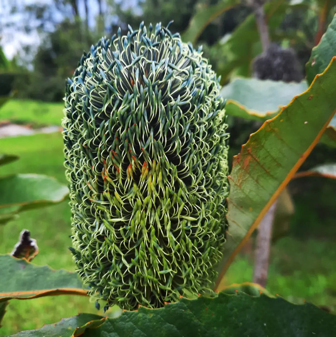 Banksia robur 140mm