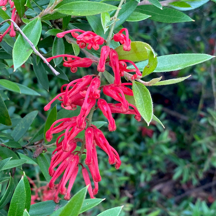Grevillea 'Lady O' 200mm