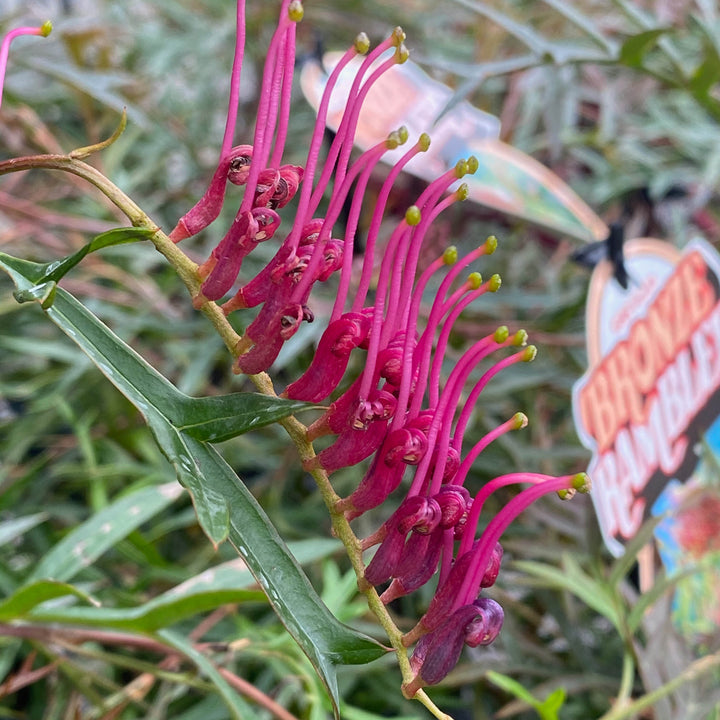 Grevillea 'Bronze Rambler' 140mm