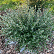 Correa alba