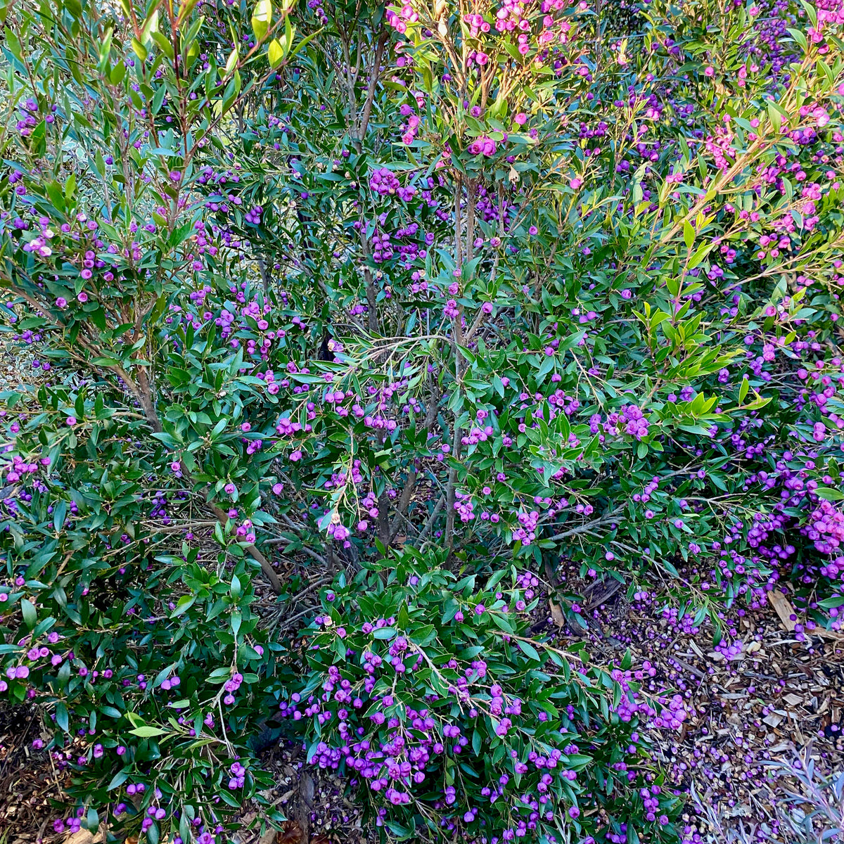 Acmena smithii minor