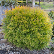 Acacia fimbriata Dwarf 140mm