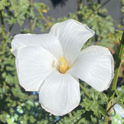 Alyogyne huegelii White Gem 140mm