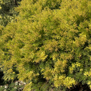Acacia fimbriata Dwarf 140mm