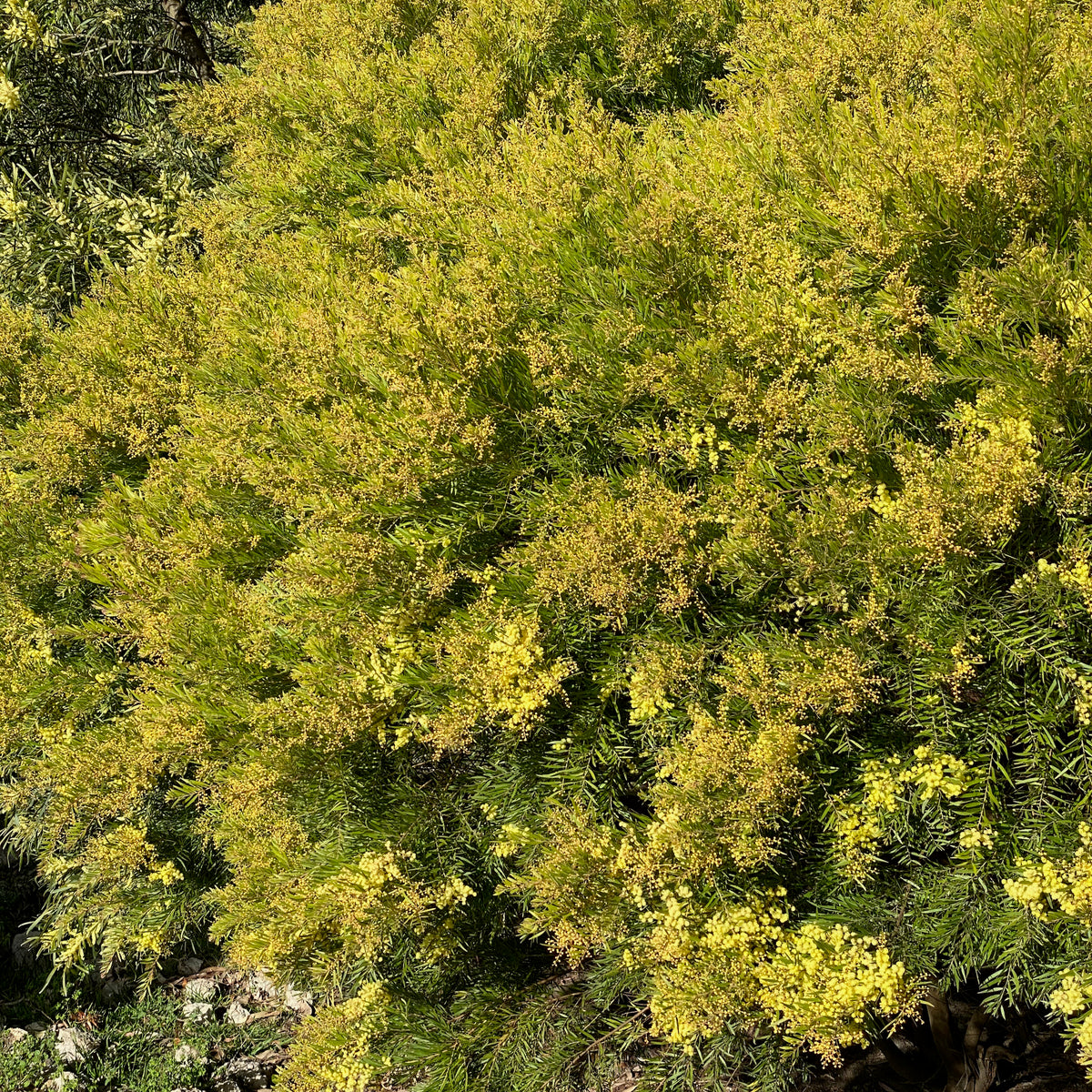 Acacia fimbriata Dwarf 140mm