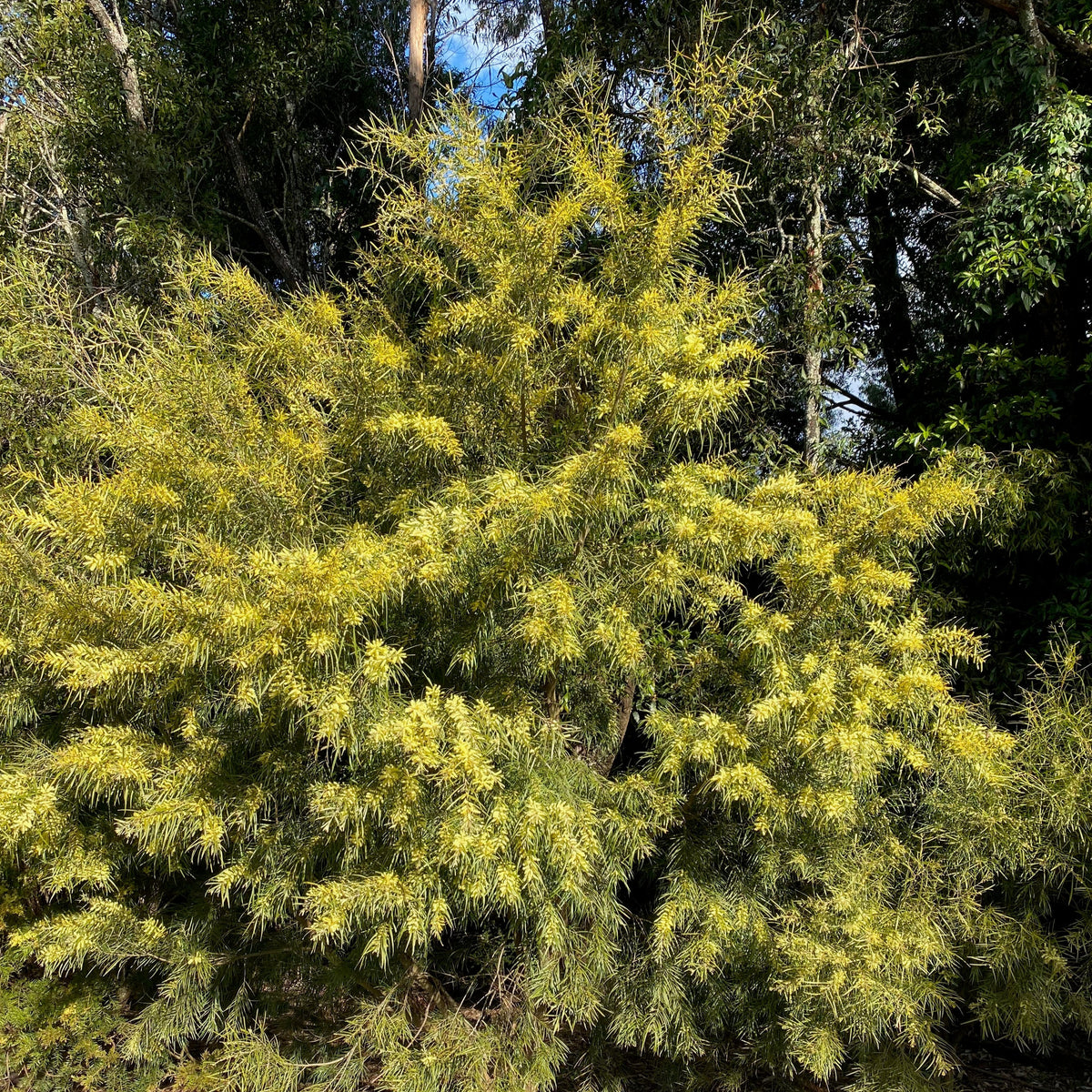 Acacia Floribunda 140mm