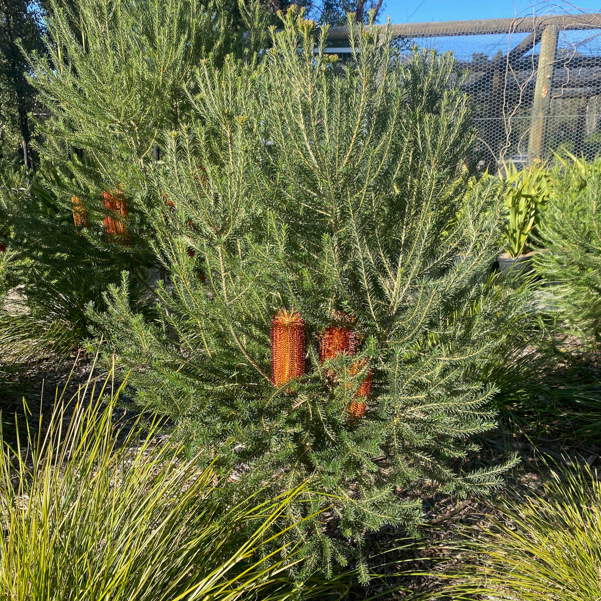 Banksia ericifolia &#39;orange glow&#39; 140mm
