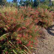 Grevillea Scarlet Sprite 140mm