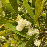 Acacia melanoxylon