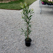 Acacia melanoxylon