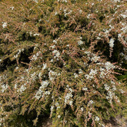 Leptospermum Cardwell 140mm