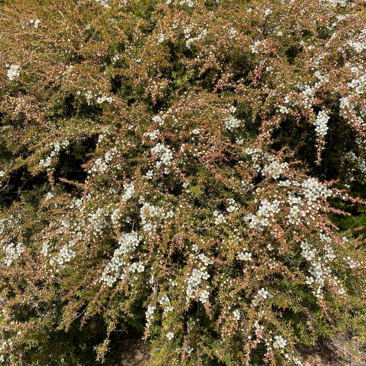 Leptospermum Cardwell 140mm