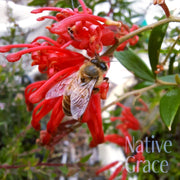 Grevillea 'Lady O' 140mm