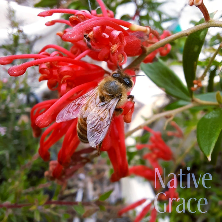 Grevillea 'Lady O' 140mm