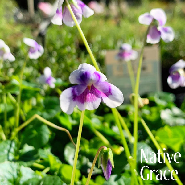 Viola hederacea (banksii) 140mm