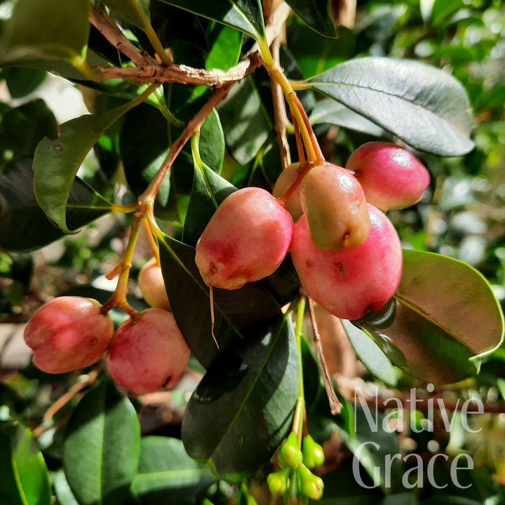 Syzygium Resilience 140mm
