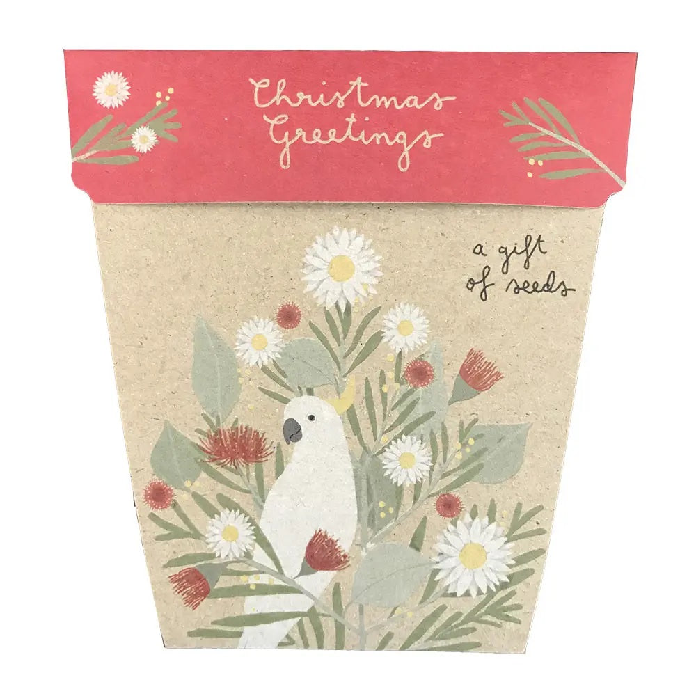 Gift Seeds - Christmas Daisies