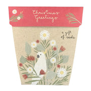 Gift Seeds - Christmas Daisies