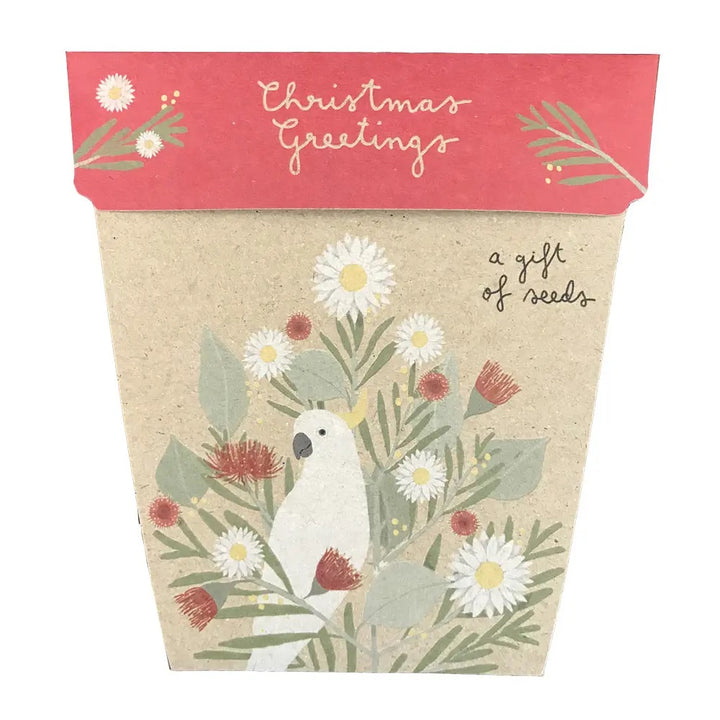 Gift Seeds - Christmas Daisies