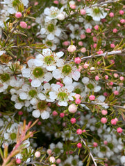 Leptospermum Cardwell 140mm
