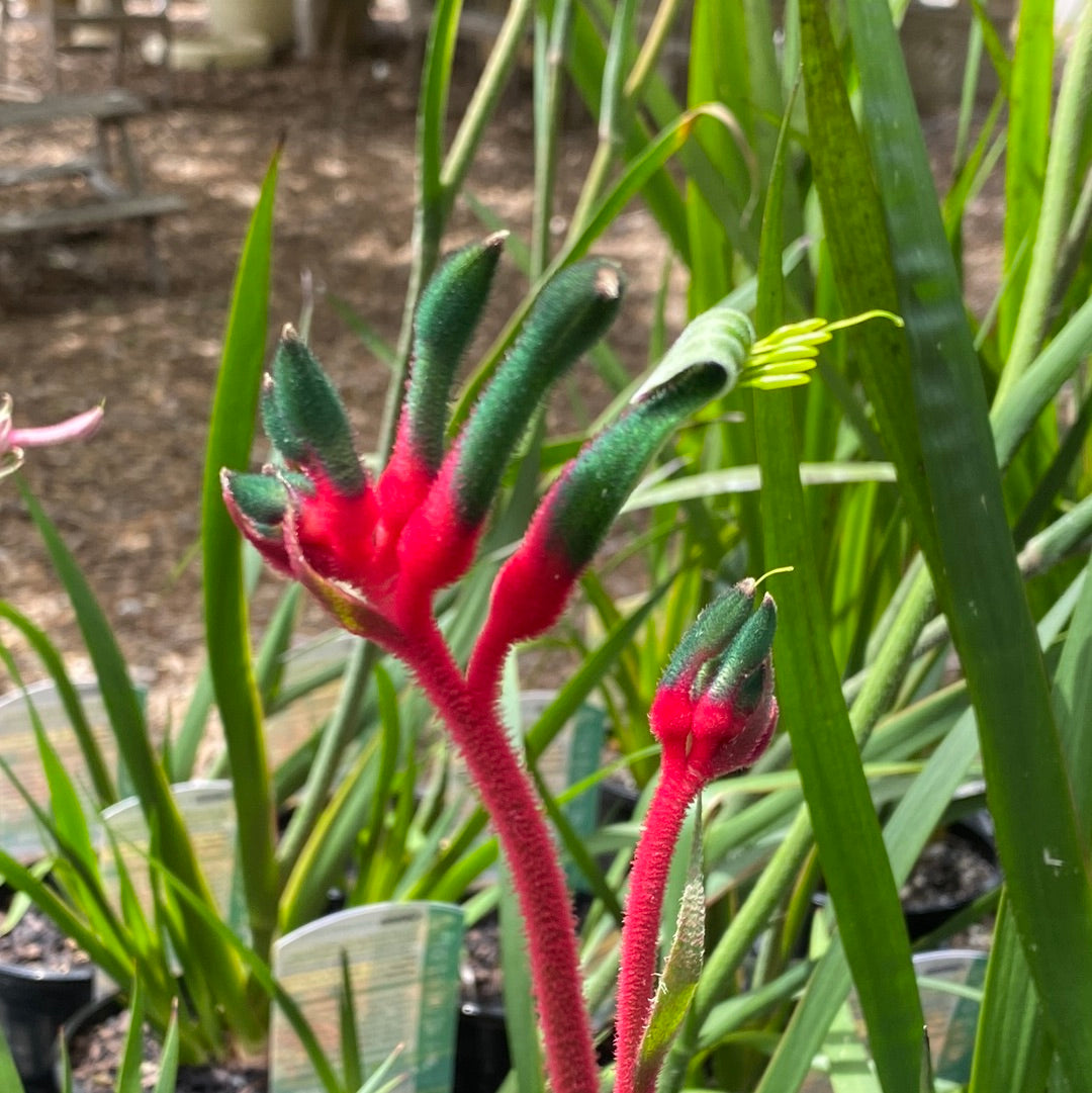 Anigozanthos Bush Dance 140mm