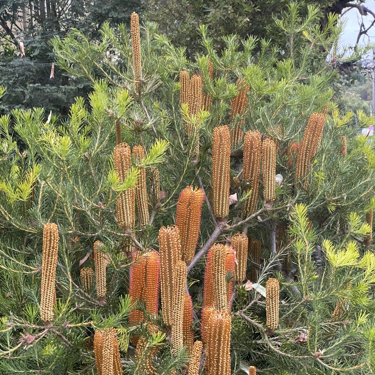 Banksia Bird Song 140mm