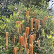 Banksia Bird Song 140mm