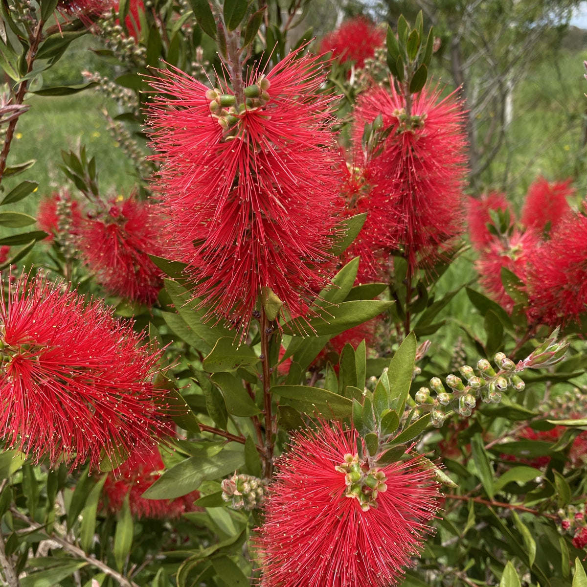 Callistemon Citrinus 'Endeavour' 140mm