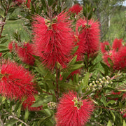 Callistemon Citrinus 'Endeavour' 140mm