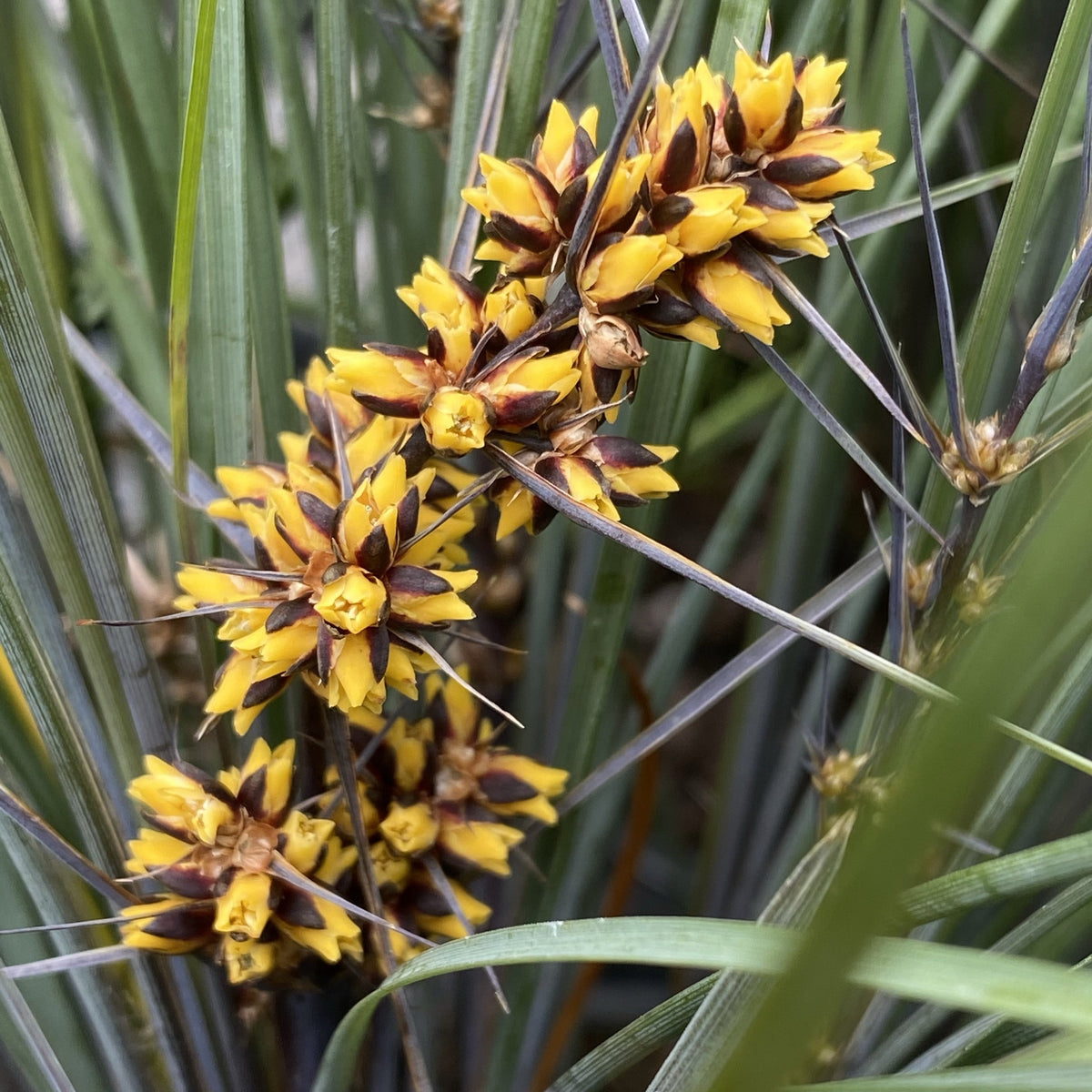 Lomandra Frosty Tops 140mm