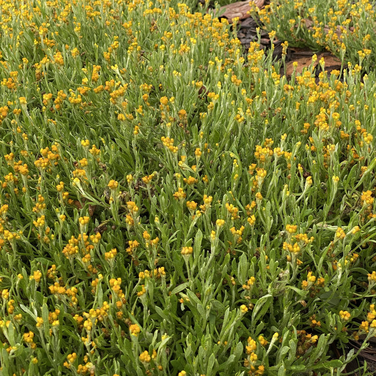 Chrysocephalum apiculatum 140mm