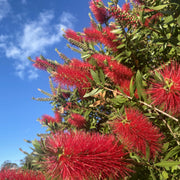 Callistemon Citrinus 'Endeavour' 140mm