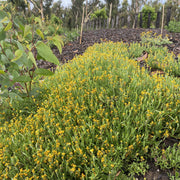Chrysocephalum apiculatum 140mm
