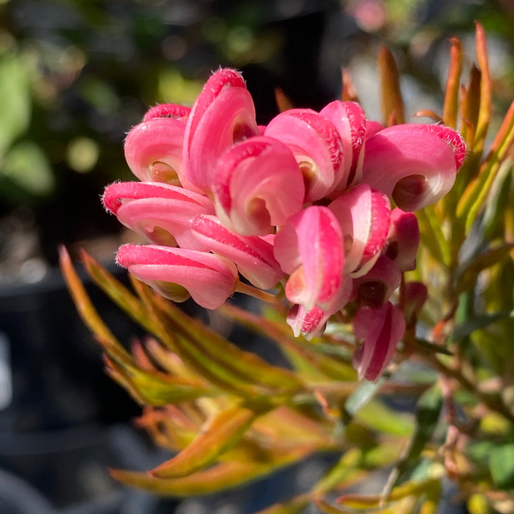 Grevillea Rosy's Baby 140mm