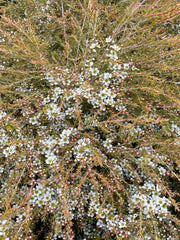 Leptospermum Cardwell 140mm