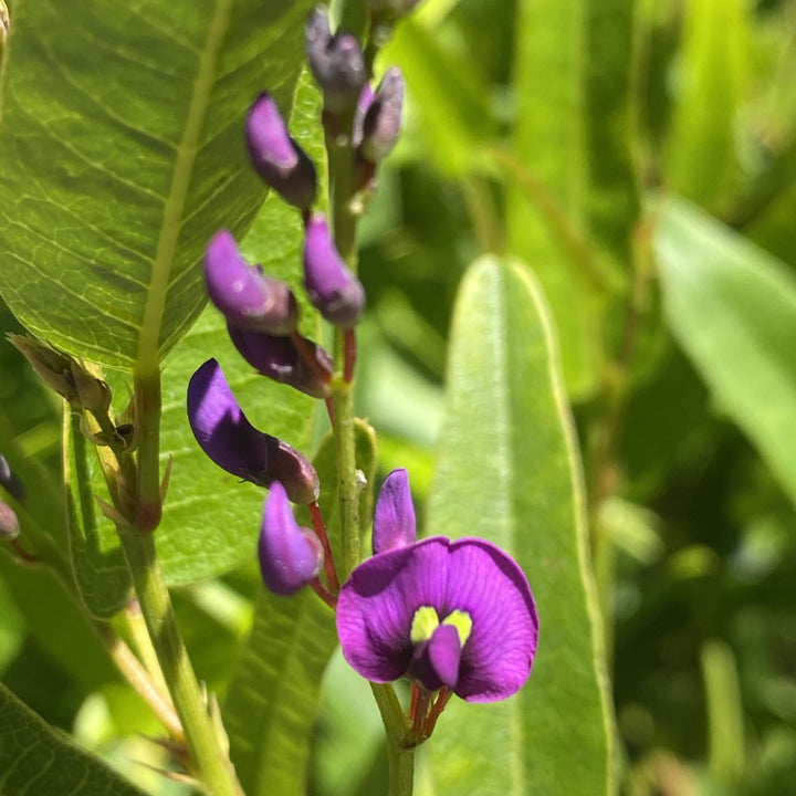 Hardenbergia Meema 140mm