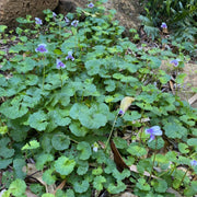Viola hederacea (banksii) 140mm