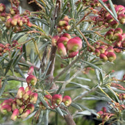 Grevillea Winter Delight 140mm