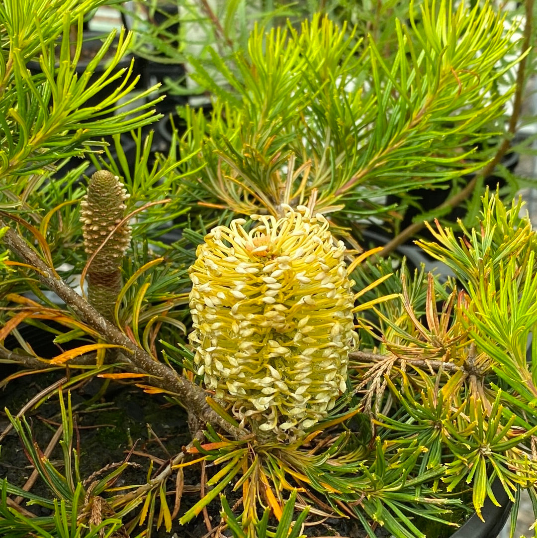 Banksia spinulosa Birthday Candles 200mm