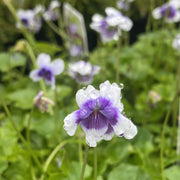 Viola hederacea (banksii) 140mm