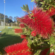 Callistemon Citrinus 'Endeavour' 140mm