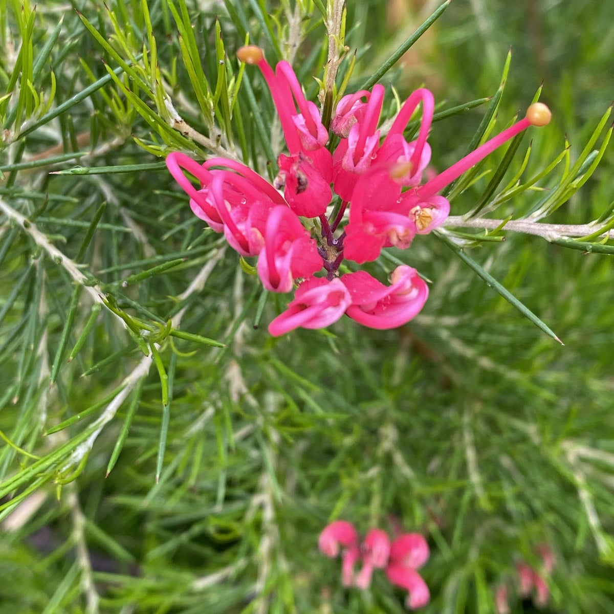 Grevillea Scarlet Sprite 140mm