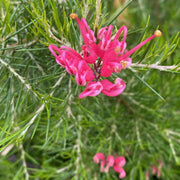 Grevillea Scarlet Sprite 140mm