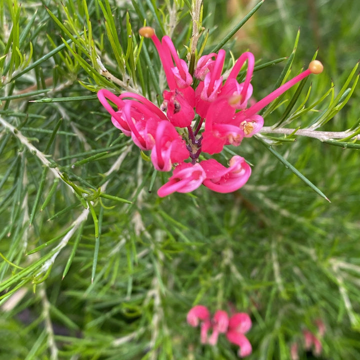 Grevillea Scarlet Sprite 140mm