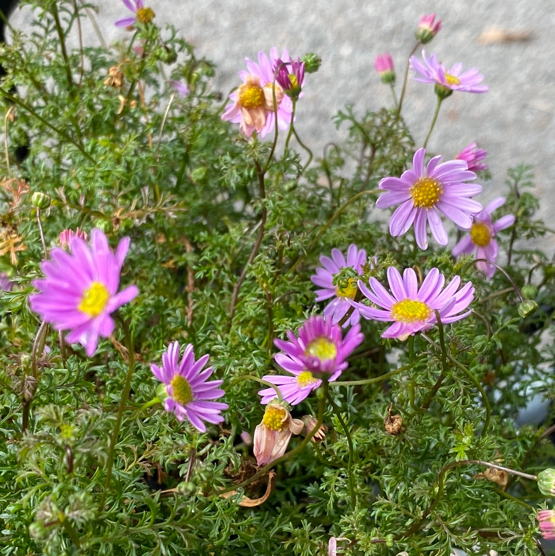 Brachyscome multifida Pink 140mm