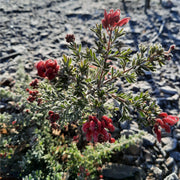 Grevillea Winter Delight 140mm