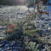 Grevillea Winter Delight 140mm